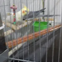 عروس هلندی 2 میلیون|پرنده|سپیدار, |دیوار