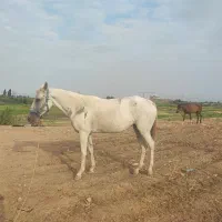 مادیان ترکمن آبستن|اسب و تجهیزات اسب‌سواری|گنبد کاووس, |دیوار