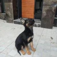 توله ژرمن|سگ|فردیس, شهرک سپاه|دیوار