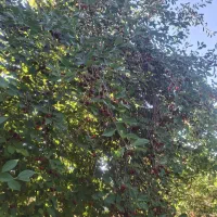 آلبالو محلی