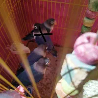 طوطی برزیلی  آبی|پرنده|بروجرد, |دیوار