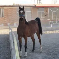 فروش اسب زیبا و‌خاص