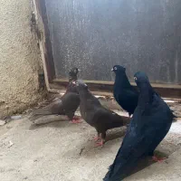 ۲ جفت زاغ آبادان و قهوه ای آبادانی|پرنده|کرج, عظیمیه|دیوار