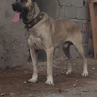 سگ نگهبان سرابی