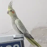 عروس هلندی دستی|پرنده|قشم, |دیوار