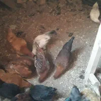 جوجه تقچه