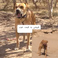 واگزاری میشود|سگ|سبزوار, قصبه شرقی|دیوار