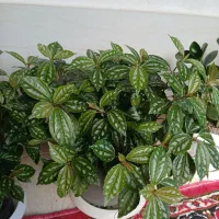 گل آپارتمانی