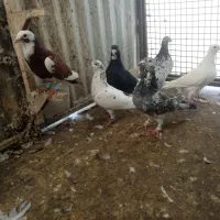 کبوتر|پرنده|شیراز, بازار|دیوار