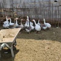 فروش مرغ خروس و غاز|حیوانات مزرعه|شیراز, گچی|دیوار