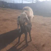 میش با دو بره|حیوانات مزرعه|قیروکارزین, |دیوار