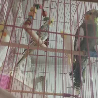 جفت نروماده سخنگو