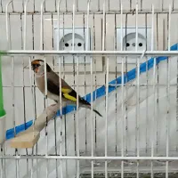 سهره..قناری