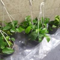 گل پتوس|گل و گیاه طبیعی|آبیک, |دیوار