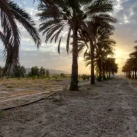 مجری در طرح کاشت نخل|خدمات باغبانی و درختکاری|بندرعباس, |دیوار