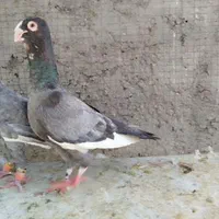 قره سوری وارداتی|پرنده|اصفهان, ارغوانیه|دیوار