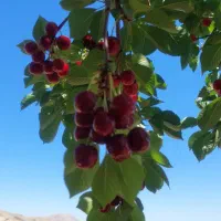 آلبالو مجاری و گیلاس تک دانه درجه یک