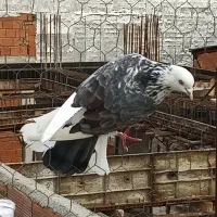 کبوتر پرشی|پرنده|ساری, |دیوار