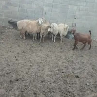 بره .نره آماده.بزه ومیشی چاق فقط برای کشتار جوان|حیوانات مزرعه|شیروان (خراسان), |دیوار