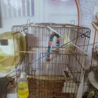 عروس هلندی بالغ وتخم گذار