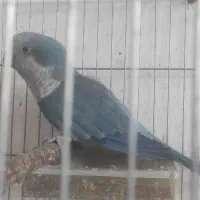 سرلاکی برزیلی پاربلو و یووینگ گلد و راهب|پرنده|سوسنگرد, |دیوار