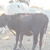 گاو و گوساله|حیوانات مزرعه|مسجد سلیمان, |دیوار