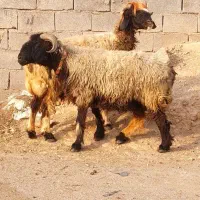 میش|حیوانات مزرعه|شیراز, شهرک سعدی|دیوار