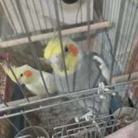 عروس هلندی زیبا