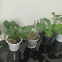 گل طبیعی|گل و گیاه طبیعی|کرمانشاه, |دیوار