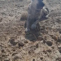 سگ ماده جهت فروش پدر ومادر افغان و سراب|سگ|اراک, |دیوار