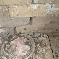 فروش تعدادی طوقی و یک عدد هفت رنگ|پرنده|تاکستان, |دیوار