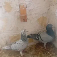 نروماده باجوجه|پرنده|اندیمشک, |دیوار