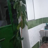 گل گوش فیل|گل و گیاه طبیعی|سقز, |دیوار