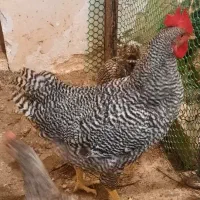 خروس آمروک