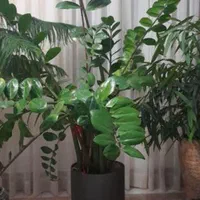 گلهای آپارتمانی فوق العاده زیبا و سرحال|گل و گیاه طبیعی|شیروان (خراسان), |دیوار