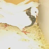 سه عدد کبوتر