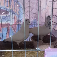 کفتر|پرنده|بندرعباس, |دیوار