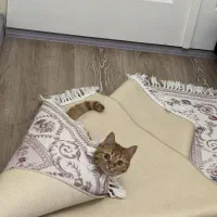 فروش  ۲ عدد گربه خانگی|گربه|تبریز, |دیوار