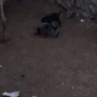 توله قدرجون