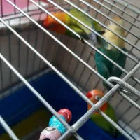 . طوطی کوتوله نژاد دار خاص .نجف آباد|پرنده|نجفآباد, فردوسی شمالی|دیوار