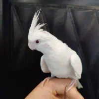 عروس هلندی آلبینو|پرنده|تربت‌حیدریه, پیشکوه|دیوار