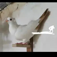 کبوتر دم زرد و دم سرخ عتیقه|پرنده|تهران, امیرآباد|دیوار