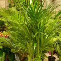 گل آپارتمانی کند.می پر برکت وتصفیه هوا|گل و گیاه طبیعی|تبریز, |دیوار