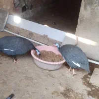 مرغ شاخدار سیساک