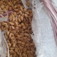 گندم پیشگام
