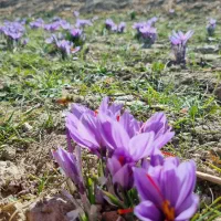 زعفران اصیل و مرغوب