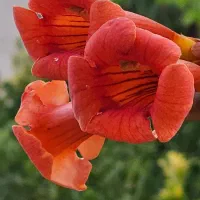 نیاز به نگهبان