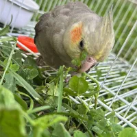 جوجه عروس هلندی نر