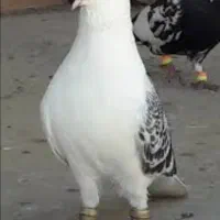 کفتر ساده افغان مگسی یا امری|پرنده|مشهد, نیزه|دیوار