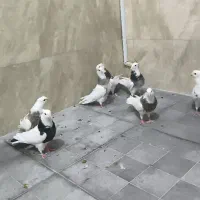 فروش تعدادی طوقی|پرنده|شهریار, شهرک بهاران (ویره)|دیوار